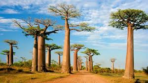 The baobab tree