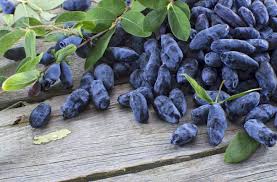 Haskap berries