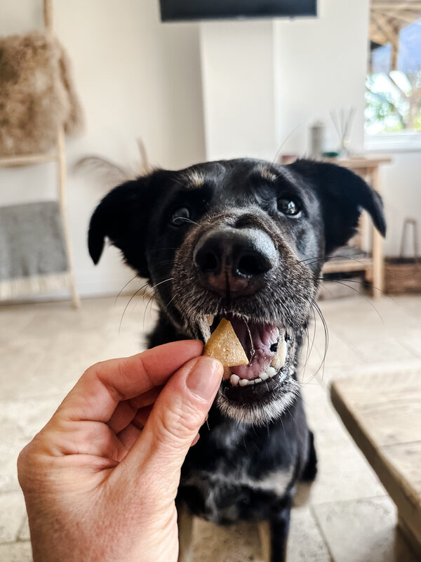 Pooch & Mutt vegan peanut butter treat